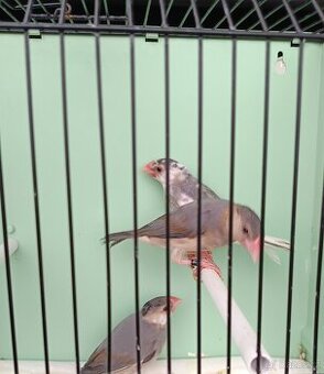 Prodám rýžovníky