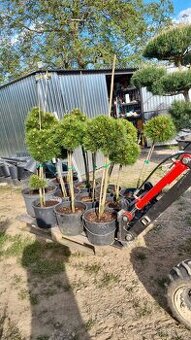 Borovice Schmidtka na kminku pinus heldreichii