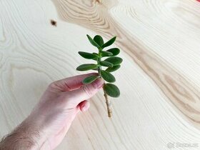 Rostlina Tlustice Crassula Ovata řízky cca 10 cm