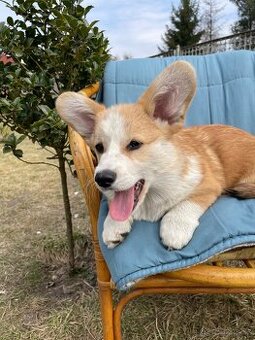 Corgi