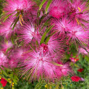 Kaliandra surinamská (Calliandra surinamensis) 'Dixie Pink'