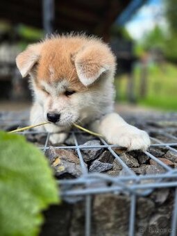 Štěňátko fenečka Akita Inu s průkazem původu