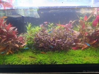 Akvarijní rostliny