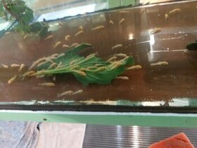 Ancistrus SP , Super red , LDA 16 a L 144