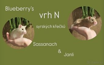 Křeček syrský/zlatý
