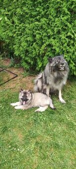 Keeshond / vlčí špic s PP - fena