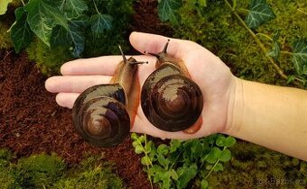 Šneci Pleurodonte excellens dominican republic mláďata