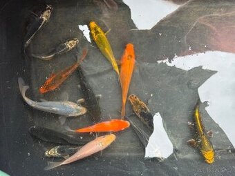 Koi kapr