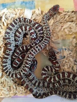 Korálovka mexická granit, ultragranit Lampropeltis mexicana