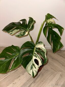 Panašovaná Monstera l Monstera Albo Variegata - 1