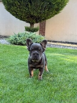 Francouzsky buldoček fluffy big rope fenky