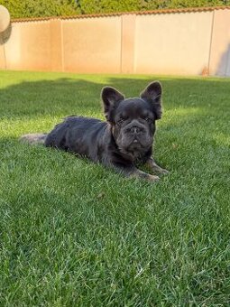 Francouzsky buldoček fluffy big rope fenky