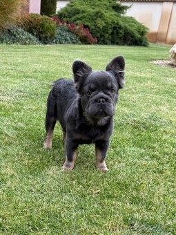 Francouzsky buldoček fluffy big rope fenky