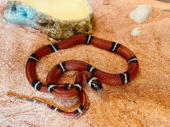 Užovka korálová - Korálovka sedlatá Lampropeltis triangulum