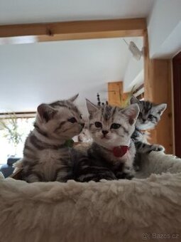 Britská kočička Whiskas
