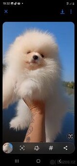 Prodám štěně pomeraniana