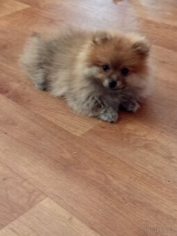 Pomeranian