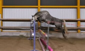 Šestiletá pony klisna s velkou skokovou schopností