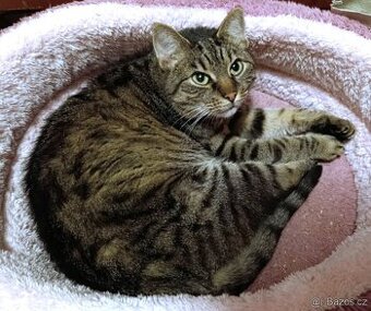 Kočička Eliška hledá nový domov