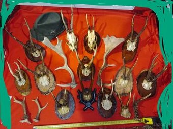 Myslivecké paroží + klobouk