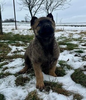 Německý ovčák X belgický ovčák Malinois