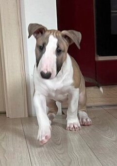 Bullterrier s PP, bullterier, bulterier