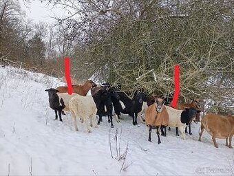 Prodám 2 jehničky dorper/kamerun