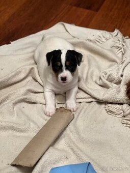 Štěně Parson russel teriér bez pp