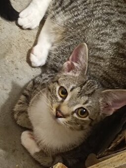 Kočka domácí-koťata