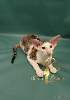 Orientální kočka s PP Happy