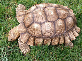Obrovský samec želvy ostruhaté - sulcata 60 cm