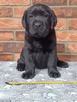 Labrador s PP - 1