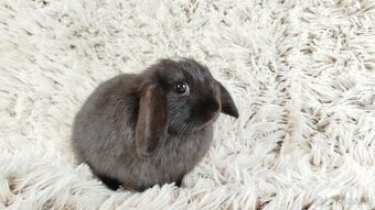Zakrslý beránek, králíček, králík - ELLA