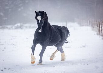 Welsh cob - připouštění