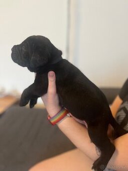 Štěně cane corso - 1
