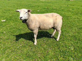 Beran TEXEL