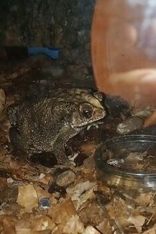 Bufo melanostictus / Ropucha jihoasijská