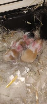 🐰 Zakrslý beránek – mláďata k rezervaci