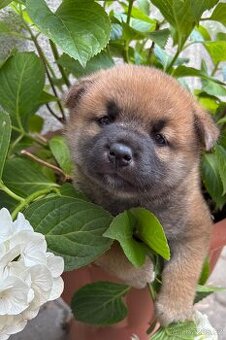 Shiba inu s PP