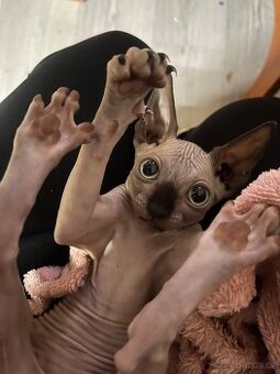 Sphynx
