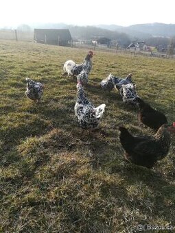 VLASKA EXCHEQUER nasadova VEJCE a kuřata