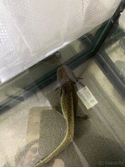 Axolotl - 1