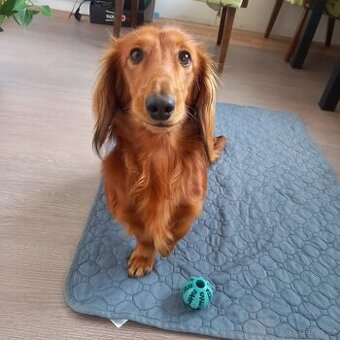 dlouhosrstý trpasličí jezevčík na krytí