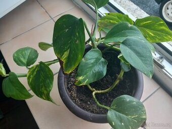 Šplhavnice zlatá - Ďáblův šplhavec