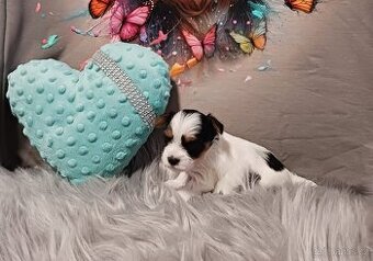 Biewer jorkšírský teriér s PP