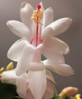 Schlumbergera - Vánoční kaktus: White chimera noid (řízek)