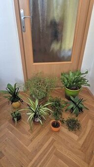 pokojové květiny- Brno sever