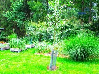 Prodej, zahrada 615 m2 s chatkou, obec Běšiny u Klatov