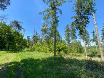 Lesní pozemek Sušno (Kropáčova Vrutice)