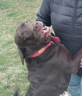 Labradorský retrívr s PP